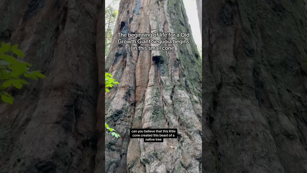 Growing The Largest Trees In World Giant Sequoia