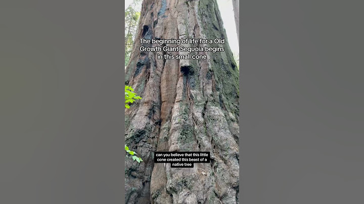 Growing the Largest Trees in the World - Giant Sequoia