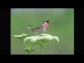 ノゴマ（1）さえずりと♀の鳴き声 - Siberian rubythroat - Wild Bird - 野鳥 動画図鑑