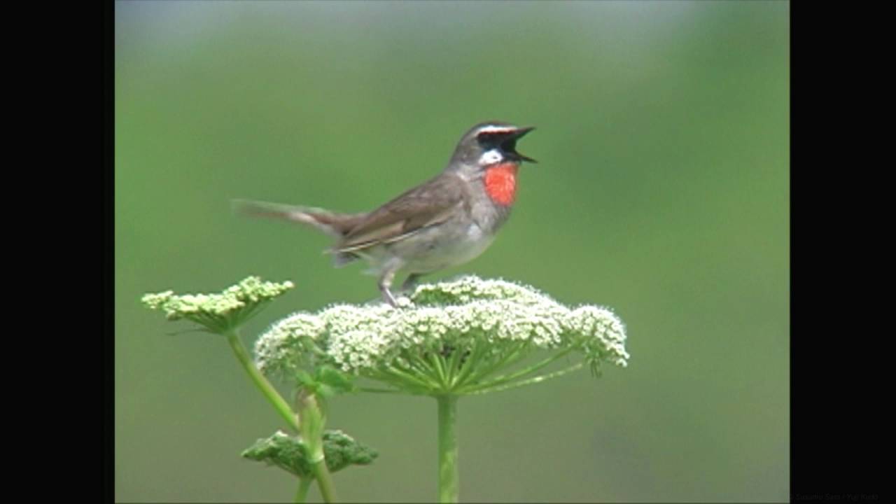 ノゴマ（1）さえずりと♀の鳴き声 - Siberian rubythroat - Wild Bird - 野鳥 動画図鑑 