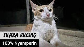 Suara pikat kucing, suara kucing suara memanggil kucing, sound cat calling