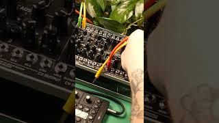 Jamming with Bitwig Connect 🎶
