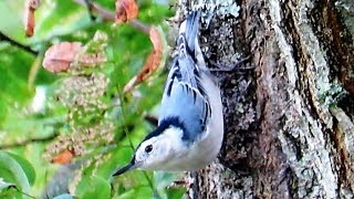 Detailed White Breasted Nuthatch Profile