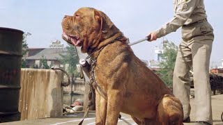 بعد موت صاحبه، كلب بيساعد الشرطة عشان تلاقي القاتل الحقيقي وينتقم Turner & Hooch