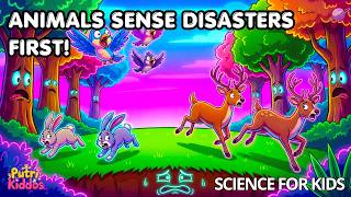 Natural Disasters: How Animals Sense Danger Before It Happens | Earth Science for Kids