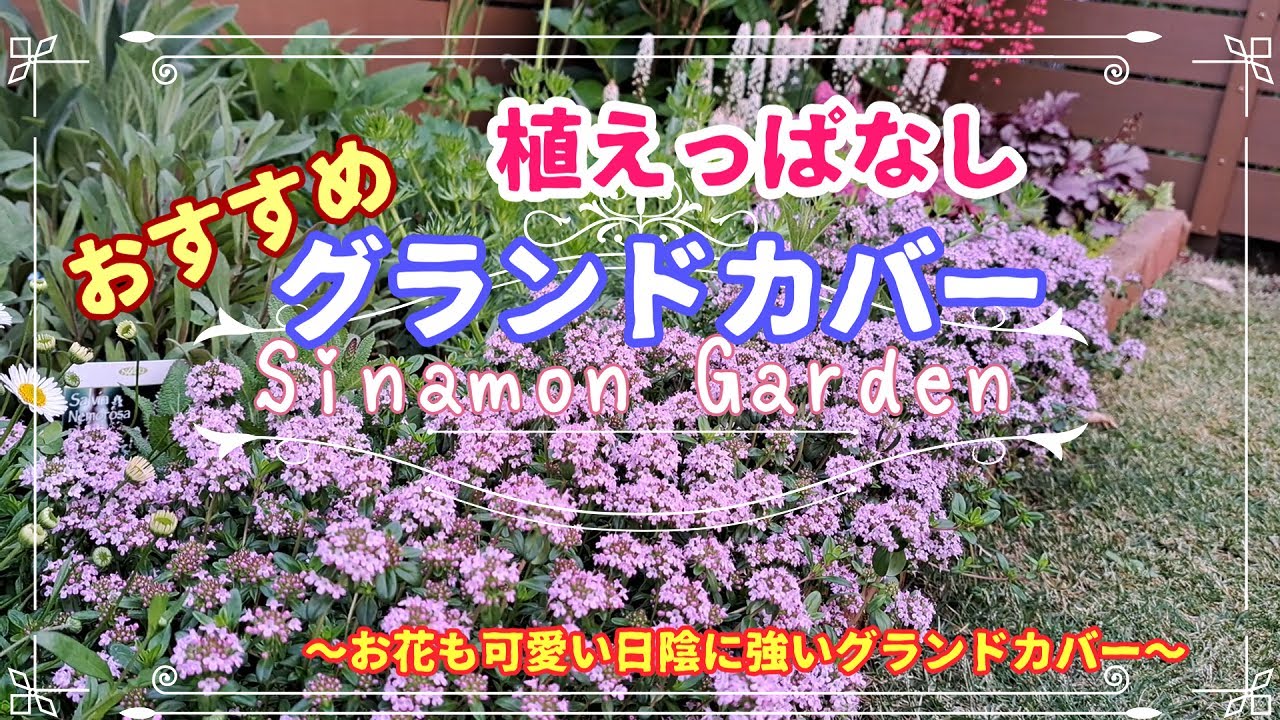 ガーデニング】植えっぱなしでも増えるグランドカバー！｜日向～日陰に