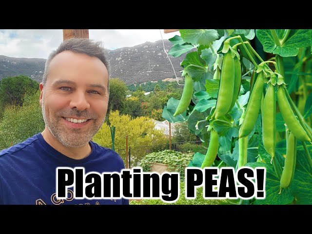 How to Grow Peas class=