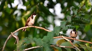 Red-Whiskered Bulbul