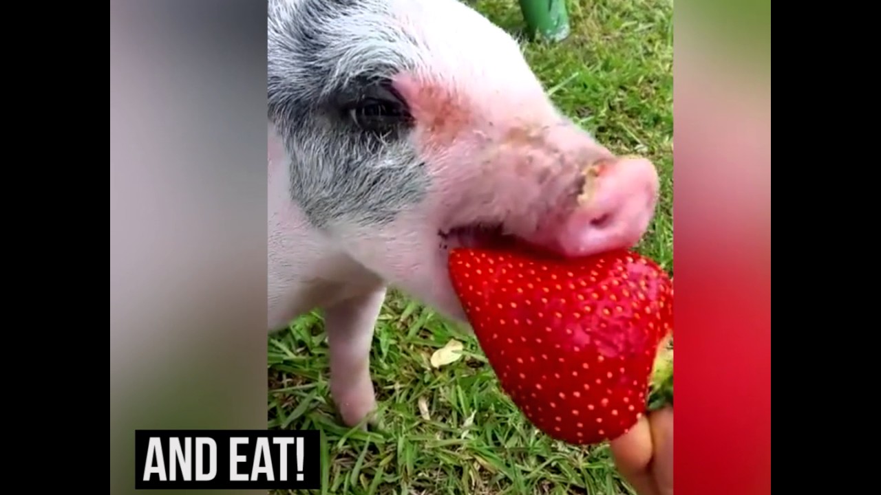 The Remarkable Tale Of A 3-Week Old Orphaned Piglet