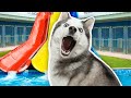 I Built a WATER PARK for a Homeless Husky!