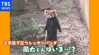 “２本足で立つレッサーパンダ風太くん“ ７月５日で１８歳に 現在の姿は？