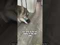 What Should We Call This Game Dogsofyoutube Cute Cutedog What Should We Call This Game Dogsofyoutube Cute Cutedog
