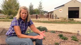 Consider Native Plants in Horse Property Landscaping