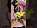 #癒し系音楽 #癒し系動画#マッサーて寝落ち犬🤣