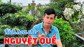 Tại sao cây hoa Nguyệt Quế lại không ra hoa?