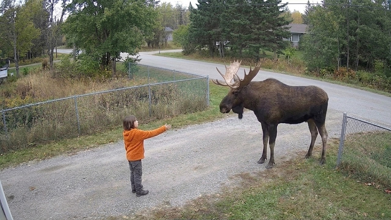 Unexpected Friendliness in Wild Animals – Video Unexpected Friendliness in Wild Animals – Video