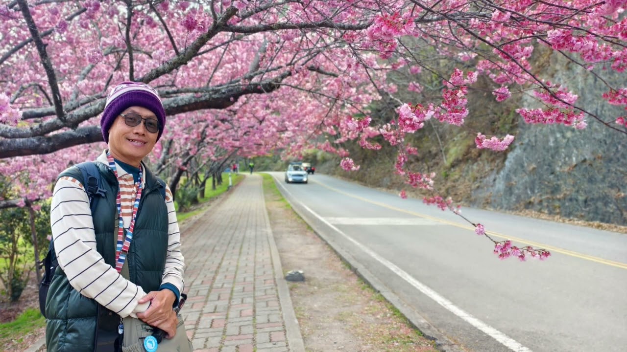 2026武陵櫻花盛宴__2026.2.23