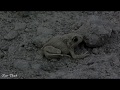 Земляна жабка (землянка звичайна) / European Common Spadefoot