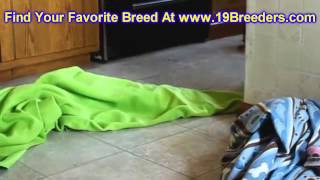Doberman Pinscher, Puppies, Dogs, For Sale, In Albuquerque, New Mexico, NM, 19Breeders, Rio Rancho
