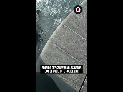 Florida officer wrangles gator out of pool, into police car
