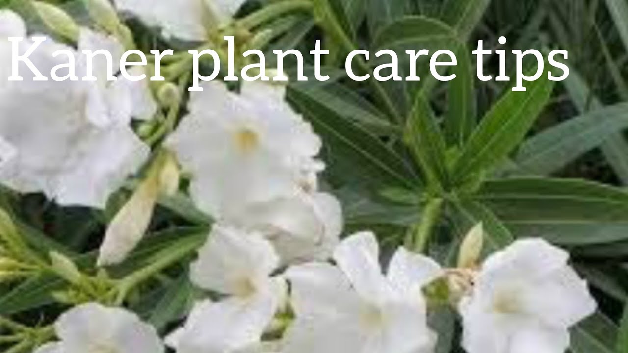 kaner plant ki care kaise karen?Passionate Gardening YouTube