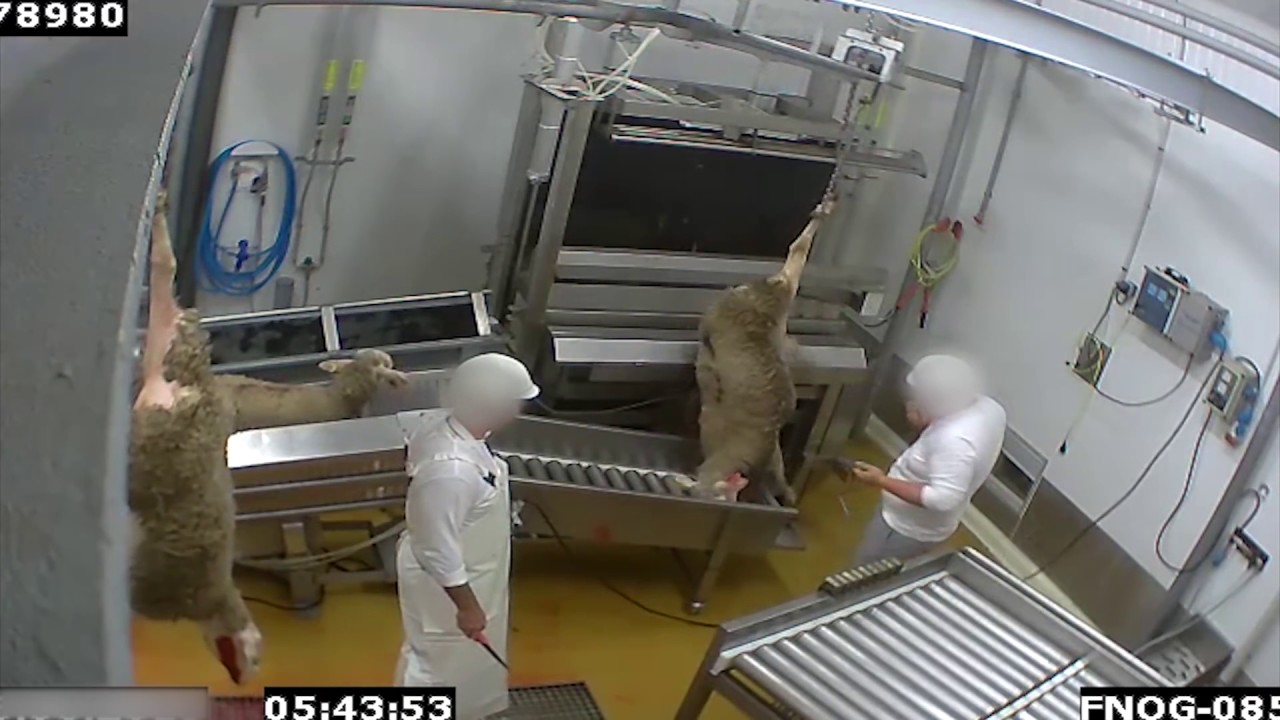 abattoir made in france certifie bio le vigan YouTube abattoir made in france certifie bio le vigan YouTube