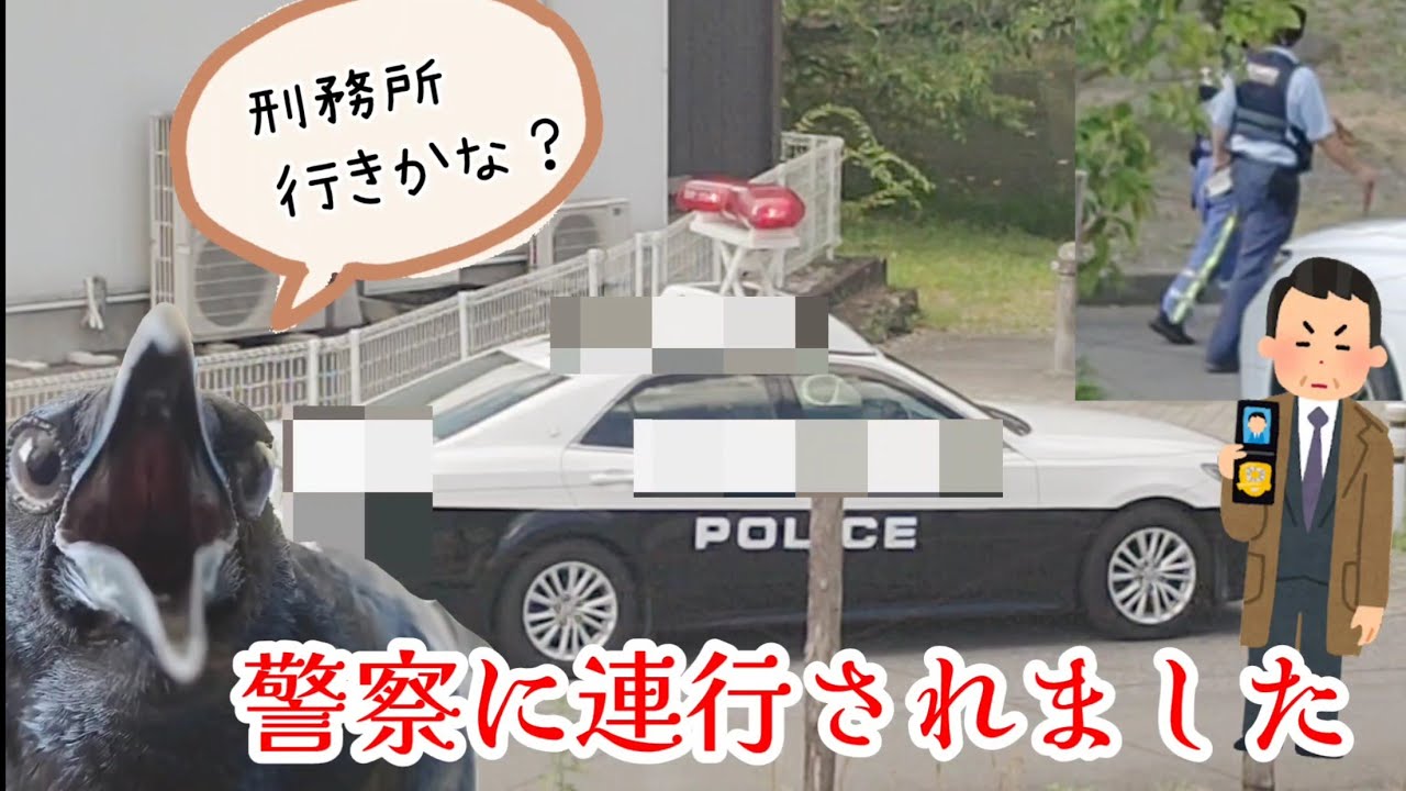 【連行される】家の前にパトカーが止まり、警察に連行されていきました…今から刑務所生活か？いやそんなはずは… 20230818、カラス＆四つ足 ...