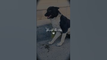 وجآءت سكرة الموت بالحق…مشهد يهز القلوب 🥺♡| #قرآن #تلاوة_خاشعة #ياسر_الدوسري #تابعوني #اكسبلور #لايك
