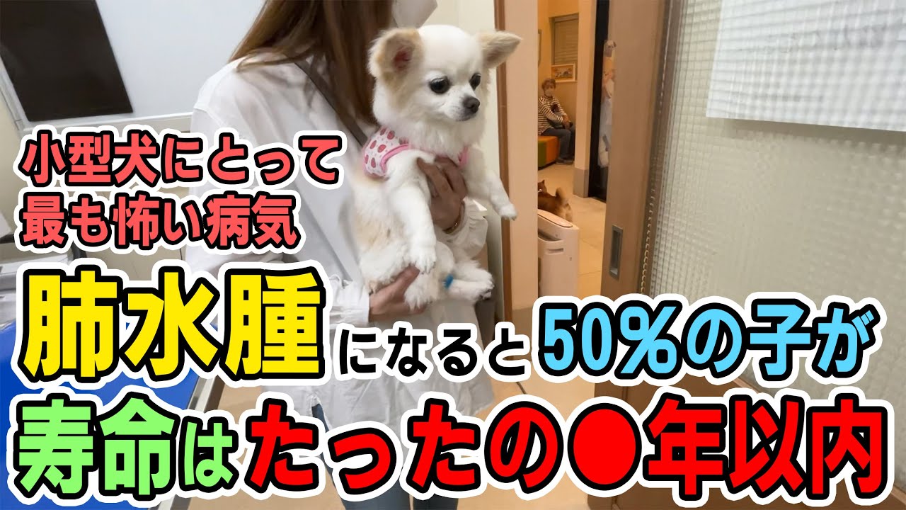 【小型犬で最も怖い病気】肺水腫になった50％の子は寿命がたったの●年です【僧帽弁閉鎖不全症】