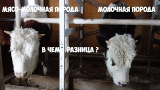 Сравнение бычков симментальской и молочной породы Сравнение бычков симментальской и молочной породы