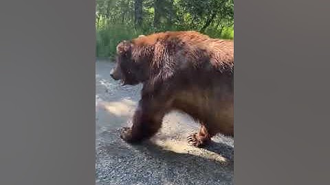 Giant Bear Casually Walks Past Tourists in Alaska