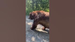 Giant Bear Casually Walks Past Tourists in Alaska's Katmai National Park