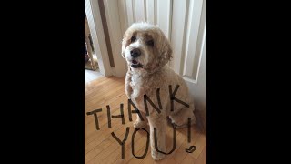 A hand (and lots of paws) for our volunteers