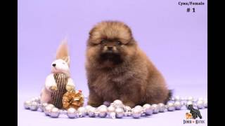 Щенки Померанский шпиц (35 дней)/ Puppies Pomeranian