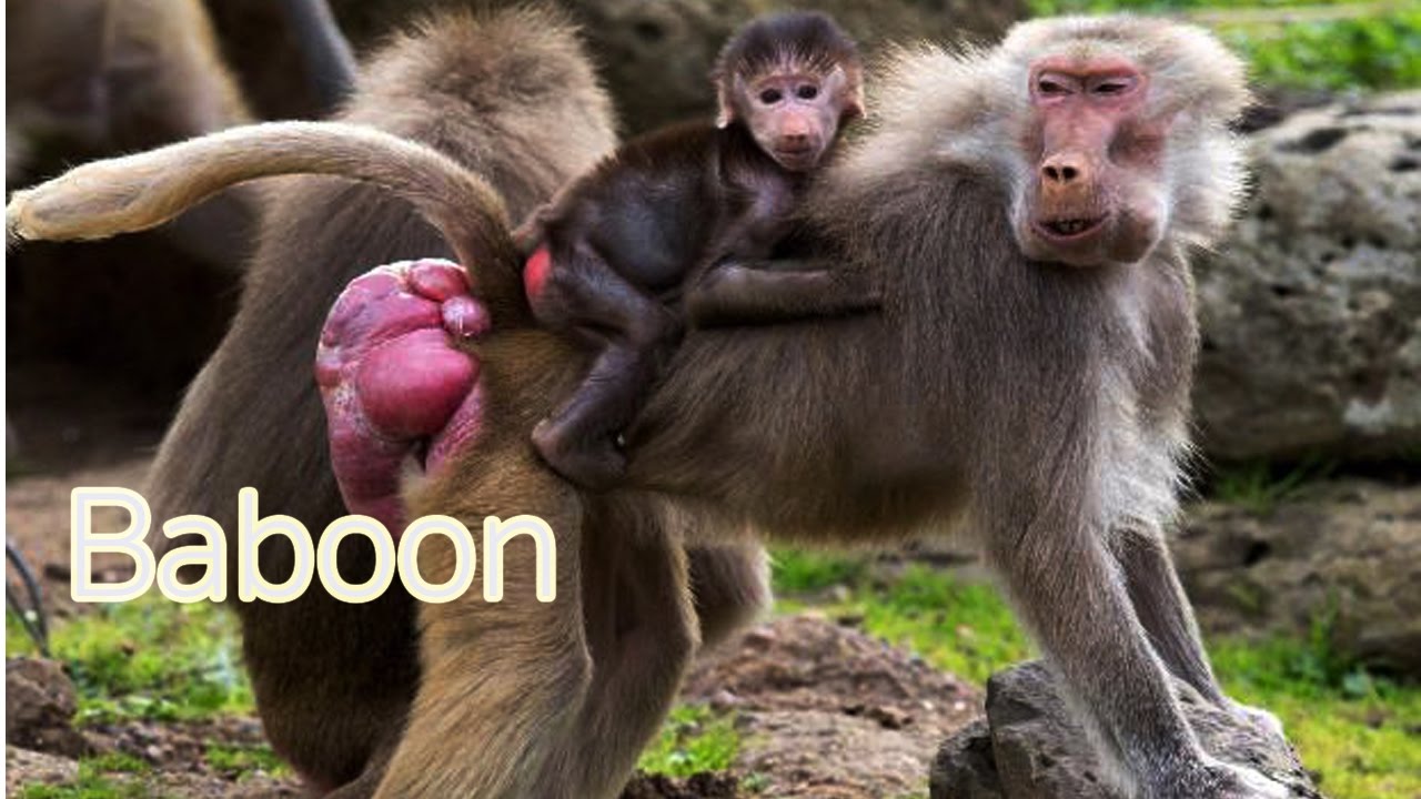 Let's Learn Wild Animal Names - YouTube