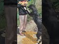 Jingles ❤️großer Mischling mit sanftem Herz