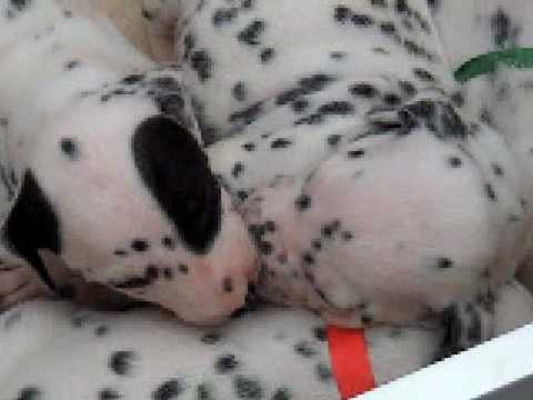 Lola's litter at 19 days (Part 2)