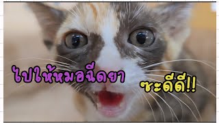 ไปให้หมอฉีดยาซะดีดี!! #แมวจร #catlover #cat #ผู้กองแขกกับแมวจร Vol.2 