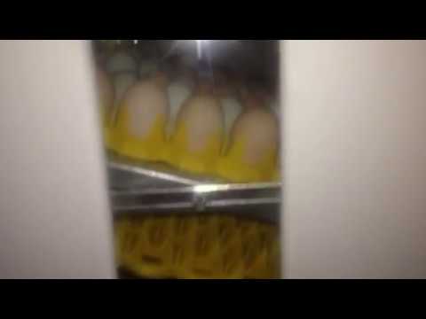 Chicks Hatching In Gqf Sportsman 1502 Cabinet Incubator Youtube