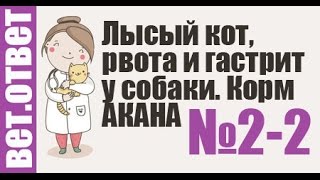 ЧаВо 2-2 Лысый кот, гастрит собаки, рвота и корм Акана. Ветеринар отвечает ЧаВо 2-2 Лысый кот, гастрит собаки, рвота и корм Акана. Ветеринар отвечает