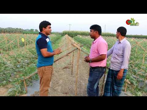 ভিডিও: খোলা মাঠে তরমুজ বাড়ানোর জন্য কৃষি প্রযুক্তি