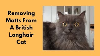 Removing Matts From A British Longhair Cat