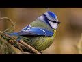 Обыкновенная лазоревка (Cyanistes caeruleus) - Eurasian blue tit | Film Studio Aves