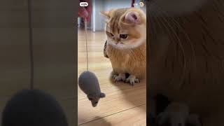 new cat memeAdorable owl #GrowthDiary #CatAndOwnerConversation#goodnotes