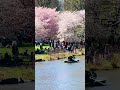 Cherry Blossom Boat Ride of the Lake, Central Park, Manhattan New York