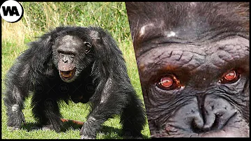 ¿Los chimpancés tienen la regla?