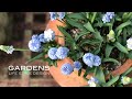 【GARDENS】春が待ち遠しくなる球根の鉢植え | ムスカリとチューリップ | potted bulbs | 【ガーデンズ】