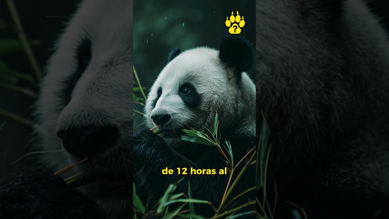 el EXTRAÑO cuerpo del OSO PANDA 