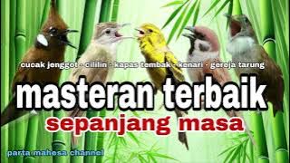 Masteran Murai batu Terbaik Mudah Ditiru Untuk Burung Fighter‼️Katem,Cililin, jenggot,Kenari,Gereja