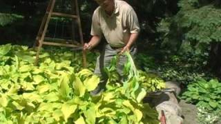 Digging And Dividing Hostas. Part 2 Proper Digging